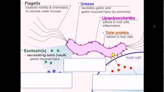 Helicobacter pylori pathgnesis [upl. by Naeerb368]