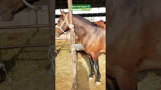 horse stallion youtubeshorts equestrain animals [upl. by Odrick]