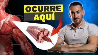 4 pasos esenciales para alcanzar la HIPERTROFIA MUSCULAR [upl. by Anitselec]