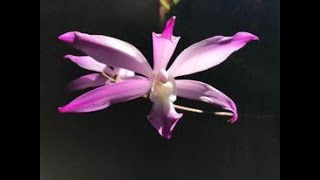 Orquídea Laelia autumnalis [upl. by Neibaf]