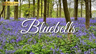 Bluebells Season [upl. by Daffi7]