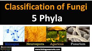 Fungi Classification  5 Phyla with examples fungi biologyexams4u [upl. by Strade]