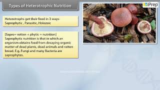 Heterotrophic Nutrition and its Types  Life Processes  Science  Class 10th  iPrep [upl. by Angelika]