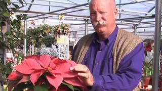 How to Choose the Best Poinsettia Plants [upl. by Ialda341]