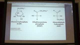 16 Kevin Aherns Biochemistry  Carbohydrates I [upl. by Dittman]