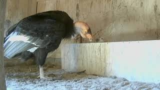 13th Endangered Condor Chick Breaks Zoo Hatch Record [upl. by Waldon138]