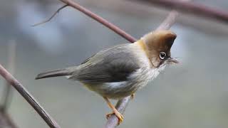 Whiskered yuhina Himachal pradesh India [upl. by Fevre471]