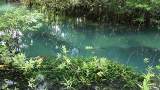 Beautiful aquascape quotCryptocoryne ciliataquot 世界で一番美しいクリプトコリネの水景 [upl. by Ackerley]