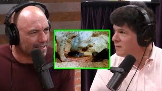 Joe Rogan and Eric Weinstein The Gruesome World of Obligate Siblicide [upl. by Wadell848]