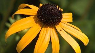 Rudbeckia [upl. by Akyeluz]