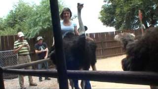 Strutsridning med Sydafrikaresor Ostrich ride [upl. by Gowrie182]