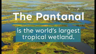 Pantanal [upl. by Lananna]