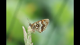 Heath Fritillary Hockley Wood Essex 10618 [upl. by Burdelle584]