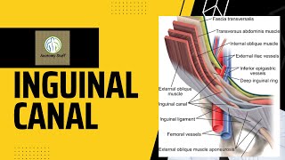 Inguinal Canal Anatomy [upl. by Aleakam]