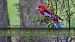 Crimson Rosella Calls amp Sounds [upl. by Imre362]