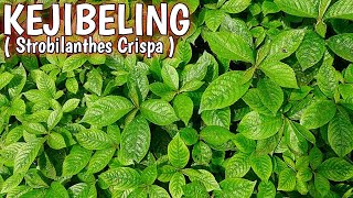 TANAMAN KEJIBELING  KECIBELING  Strobilanthes Crispus Plant Care [upl. by Nilyahs]