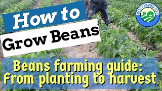 How to grow BEANS Beans farming guide for beginners  from planting to harvest [upl. by Eatnohs]