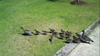 Australian Wood Duck Family [upl. by Oliric797]