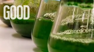 Using Algae To Replace Oil  GOOD [upl. by Frederiksen]