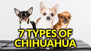 7 Different Types Of Chihuahua And Their CharacteristicsAmazing Dogs [upl. by Afatsuom]