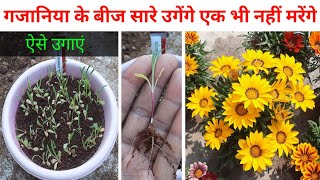 गजानिया के बीज ऐसे लगाएं सारे उगेंगे एक भी नहीं मरेंगेhow to grow gazania from seedswinter flowers [upl. by Baskett260]