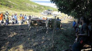 FESTIVAL DES BOEUFSTIRANTS 2023  PORTLAND  MOULE  Etape 1  Catégorie Minimes [upl. by Soo935]