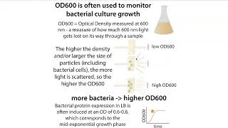 OD Optical Density vs absorbance in biochemistry amp OD600 monitoring of bacterial growth [upl. by Airdnua]