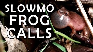 Gray tree frog and spring peeper mating calls in slow motion [upl. by Berton]