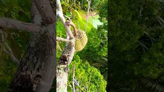 Thailand Durian harvesting durian jackfruit food [upl. by Oad]