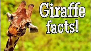 Giraffe Facts for Kids  Classroom Edition Giraffes Learning Video [upl. by Nwahsuq494]