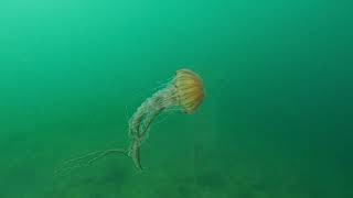 Pusula Denizanası Chrysaora hysoscella Compass Jellyfish [upl. by Onaireves310]