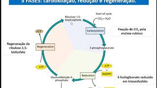 Fisiologia Vegetal  Ciclo de CalvinBenson [upl. by Myrwyn52]