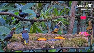 Collared Aracari and Chestnutheaded Oropendolas 11 35 04 9 22 24 [upl. by Irihs]