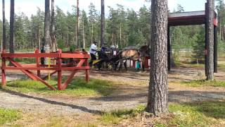 Karin Söderqvist med nordsvenske brukshästen Lukas tävlar i nordiska mästerskapen i sportkörning [upl. by Kirred]