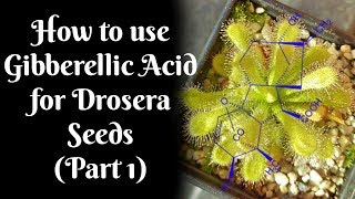 How to use Gibberellic Acid for stubborn Drosera seeds Part 1 [upl. by Grimbly]