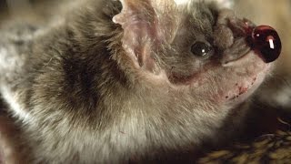 How Vampire Bats Suck Blood for 30 Minutes Unnoticed [upl. by Zak523]