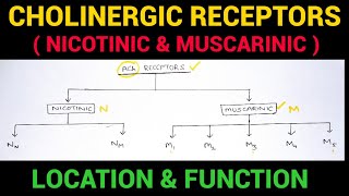 Autonomic Pharmacology  3  Cholinergic Receptors  EOMS [upl. by Allsopp]