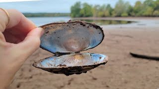 Green Lane Reservoir collecting boneset amp Turkey Tails [upl. by Aniled]