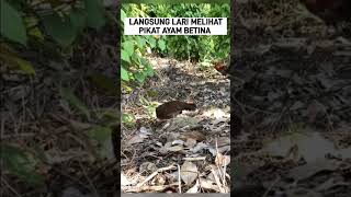 LANSUNG LARI MELIHAT PIKAT BETINA ayamhutan [upl. by Nnyloj]