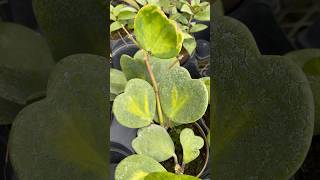 Hoya Plants  Vandermeer Nursery Sept 21 [upl. by Ahsiyn]