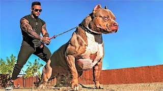 14 Most Aggressive Guard Dogs in the World [upl. by Nylg]