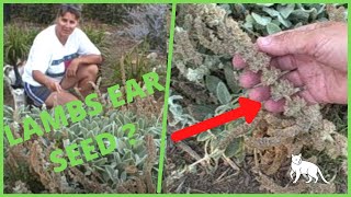 Collecting Harvesting Seed from Lambs Ear Stachys Byzantina [upl. by Nrubliw]