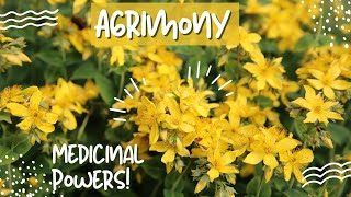 Agrimony The Yellow Spiked Wonder of Natural Remedies [upl. by Edobalo]