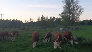 En ledig söndag   Bondevloggen [upl. by Ellenyl]