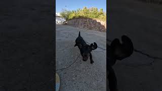 Dachshund Chases Camera Watch Their Funny Frenzy amp Adorable Pranks🐾🏃‍♂️📸 [upl. by Suryc193]