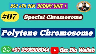 Polytene Chromosome  Gaint or Special Chromosome  Cell Biology Bsc 6th Sem [upl. by Auroora]