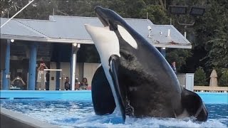 Tilikum in Dine With Shamu  Full Show 101313 [upl. by Anerbes]