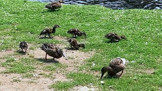 Ducklings Find Their way Around 🐥🐥🐥 [upl. by Carol-Jean]