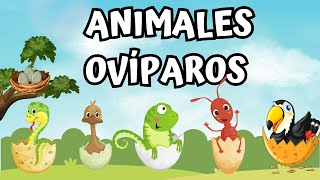 ANIMALES OVÍPAROS LISTA DE ANIMALES PARA NIÑOS [upl. by Brody]