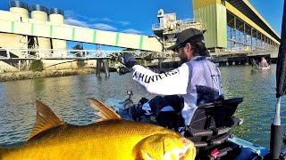 Threadfin Salmon and Snapper Fishing in the Brisbane River Australia [upl. by Aihseken]